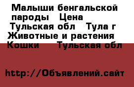 Малыши бенгальской пароды › Цена ­ 8 000 - Тульская обл., Тула г. Животные и растения » Кошки   . Тульская обл.